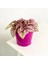 Hypoestes - Hostes Çiçeği Rose ( 5.5 cm Saksı ) 1