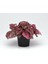 Hypoestes - Hostes Çiçeği Rose ( 5.5 cm Saksı ) 2