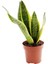 Sansevieria Paşa Kılıcı Peygamber Cicegi 1