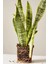 Sansevieria Paşa Kılıcı Peygamber Cicegi 2