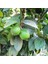 2 Yaş Tüplü Çekirdeksiz Meksika Lime Limon Fidanı 2