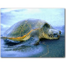 Cakatablo  Ahşap Tablo Kumsala Çıkan Caretta Caretta