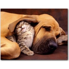 Cakatablo  Ahşap Tablo Sevimli Sharpy Köpek ve Yavru Kedi