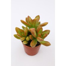 Kaktüs Kent Sedum Adolphi 5.5 cm Saksıda