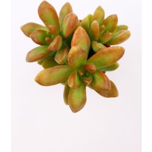 Kaktüs Kent Sedum Adolphi 5.5 cm Saksıda