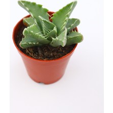 Kaktüs Kent Faucaria Tigrina Sukulent 5.5 cm Saksıda