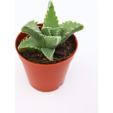 Kaktüs Kent Faucaria Tigrina Sukulent 5.5 cm Saksıda