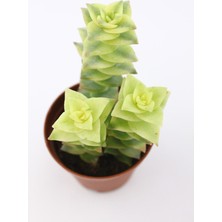 Kaktüs Kent Crassula Perforata Variegata Sukulent 5.5 cm Saksıda