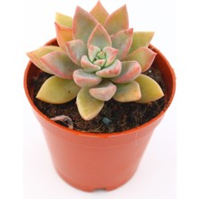 Kaktüs Kent Graptopetalum Urla Pink 5.5 cm Saksıda