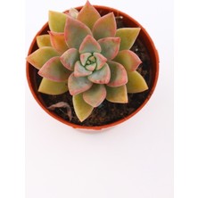 Kaktüs Kent Graptopetalum Urla Pink 5.5 cm Saksıda