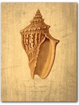 Cakatablo  Ahşap Tablo Sarı Ahşap Zeminde Deniz Kabuğu Görseli