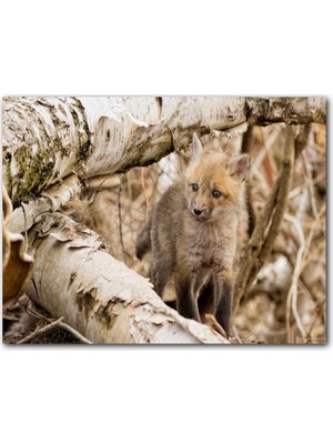 Cakatablo  Ahşap Tablo Ormanda Ağaçlar Arasındaki Yavru Tilki