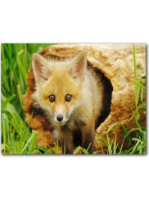 Cakatablo  Ahşap Tablo Ormanda Kütüğün Içinden Çıkan Meraklı Yavru Tilki