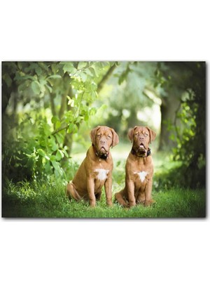 Cakatablo  Ahşap Tablo Yeşil Ağaçlar Arasındaki Kahverengi Boxerlar