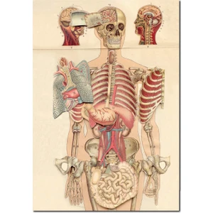 Cakatablo  Ahşap Tablo Iç Organlar Insan Anatomisi Görseli