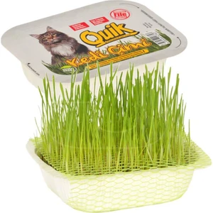 Gerçek Topraklı Kedi Çimi