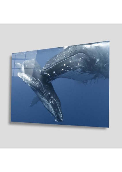 Sualtı Canlıları Cam Tablo 4mm Dayanıklı Temperli Cam