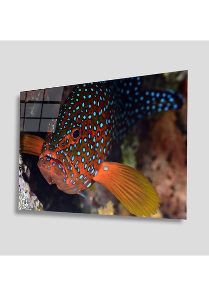 Sualtı Canlıları Cam Tablo 4mm Dayanıklı Temperli Cam