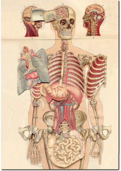 Cakatablo Ahşap Tablo Iç Organlar Insan Anatomisi Görseli