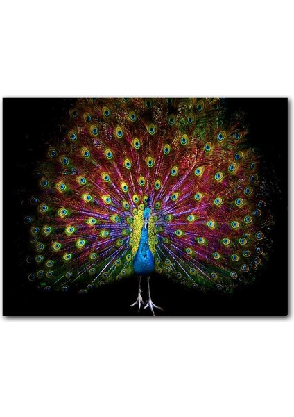 Cakatablo Ahşap Tablo Görkemli Kuyruğuyla Tavus Kuşu Karanlık Arkaplan