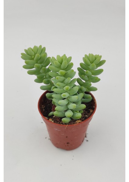 Sedum Burrito Sukulent 5.5 cm Saksıda