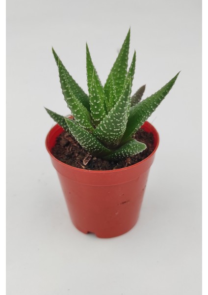 Haworthia Fasciata 5.5 cm Saksıda