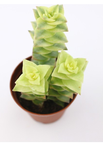 Crassula Perforata Variegata Sukulent 5.5 cm Saksıda