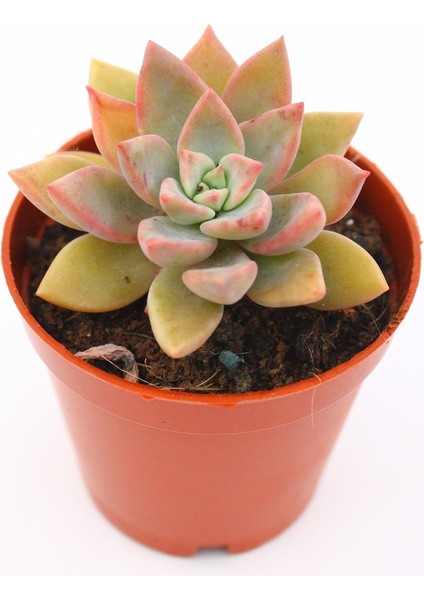 Graptopetalum Urla Pink 5.5 cm Saksıda