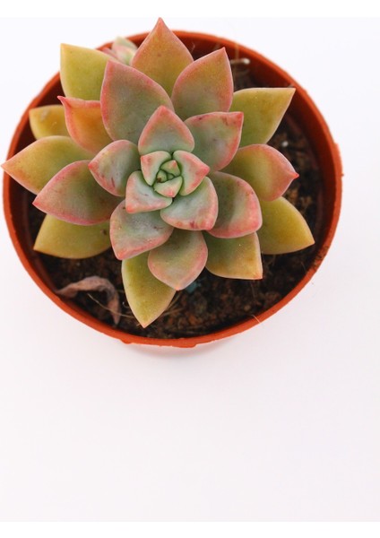 Graptopetalum Urla Pink 5.5 cm Saksıda