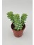 Sedum Burrito Sukulent 5.5 cm Saksıda 1