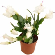 Fidanova Yılbaşı Çiçeği, Schlumbergera Truncata