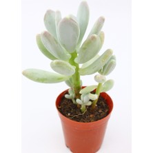 Kaktüs Kent Pachyphytum Glutinicaule Sukulent 5.5 cm Saksıda