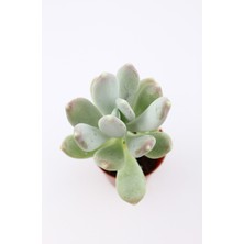 Kaktüs Kent Pachyphytum Glutinicaule Sukulent 5.5 cm Saksıda