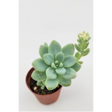 Kaktüs Kent Sedum Clavatum Sukulent 5.5 cm Saksıda