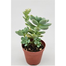 Kaktüs Kent Sedum Clavatum Sukulent 5.5 cm Saksıda