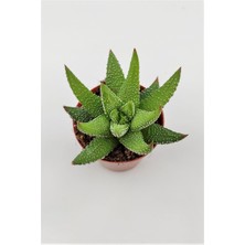 Kaktüs Kent Haworthia Enon 5.5 cm Saksıda