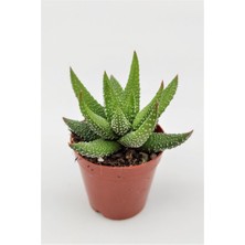 Kaktüs Kent Haworthia Enon 5.5 cm Saksıda