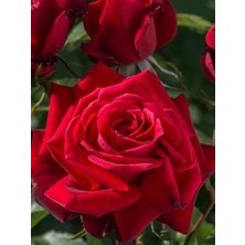 Ucuzluk Diyarı 1 Adet ( Kırmızı ) Yediveren Gül Fidanı Tüplüdür