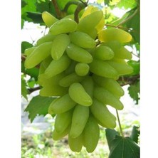Ucuzluk Diyarı 1 Adet ( Parmak Üzüm ) Üzüm Fidanı Tüplüdür 20-30 cm 1,5 Yaş