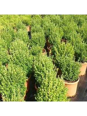 Ucuzluk Diyarı 1 Adet ( Şimşir ) Fidanı Tüplüdür 30 40 cm