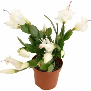 Yılbaşı Çiçeği, Schlumbergera Truncata