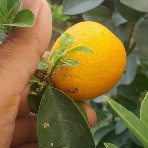 Reyon Bahçe 5 Yaş Aşılı Iri Kamkat Obovata Erkenci Kamkat Fidanı Torbada