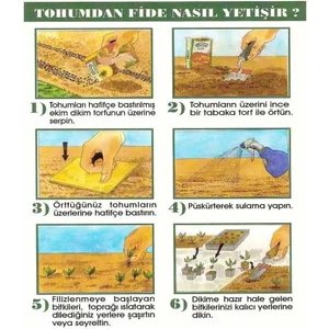 Margrit Papatya Alman Papatyası Tohumu