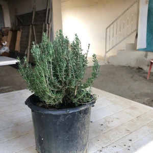 Ucuzluk Diyarı 1 Adet Kekik Fidanı Tüplüdür 30 40 cm