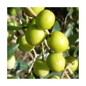 Ucuzluk Diyarı 1 Adet ( Memecik ) Zeytin Fidanı Tüplüdür 1,5 Yaş 80-90 cm