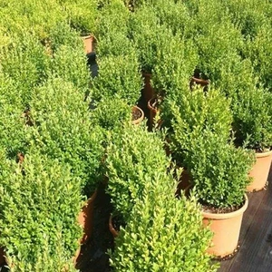 Ucuzluk Diyarı 14 Adet Çıtır Taflan Fidanı Tüplüdür 30 40 cm