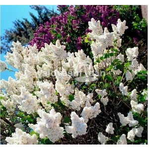 Ucuzluk Diyarı 1 Adet ( Beyaz ) Leylak Fidanı Kokulu 50 - 60 cm Tüplüdr