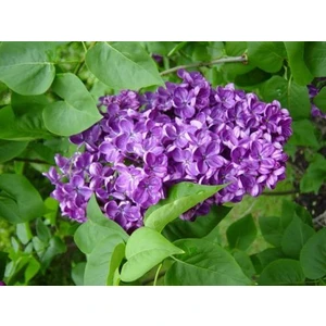 Ucuzluk Diyarı 1 Adet ( Mor ) Leylak Fidanı Kokulu 50-60 cm Tüplüdür