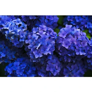 Ucuzluk Diyarı 1 Adet ( Mavi ) Ortanca Fidanı Tüplüdür 30 40 cm