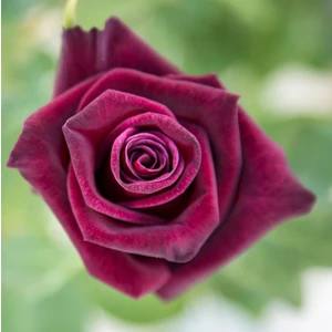 Ucuzluk Diyarı 1 Adet ( Bordo ) Yediveren Gül Fidanı Tüplüdür